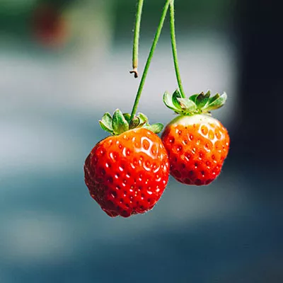 9月26日免费节点分享|18.5M/S，Shadowrocket节点/V2ray节点/Singbox节点/Clash节点|免费上网梯子每天更新